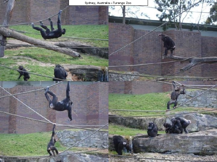 Sydney, Australia – Turango Zoo 