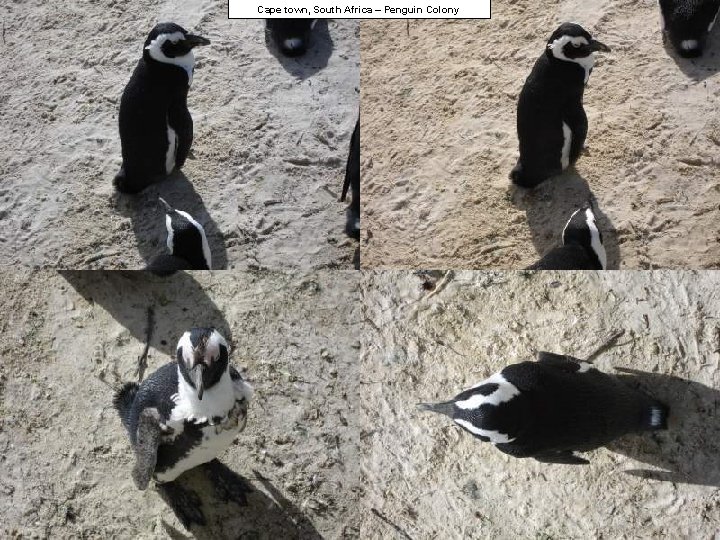 Cape town, South Africa – Penguin Colony 