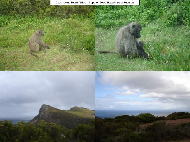 Cape town, South Africa – Cape of Good Hope Nature Reserve 