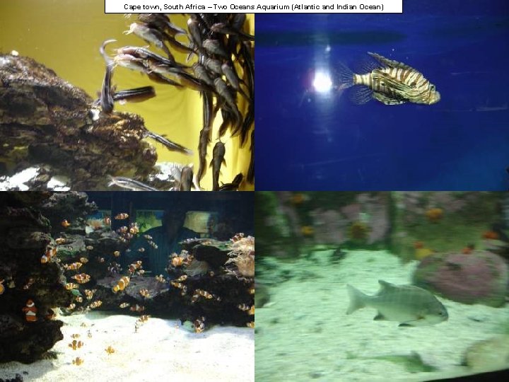 Cape town, South Africa – Two Oceans Aquarium (Atlantic and Indian Ocean) 