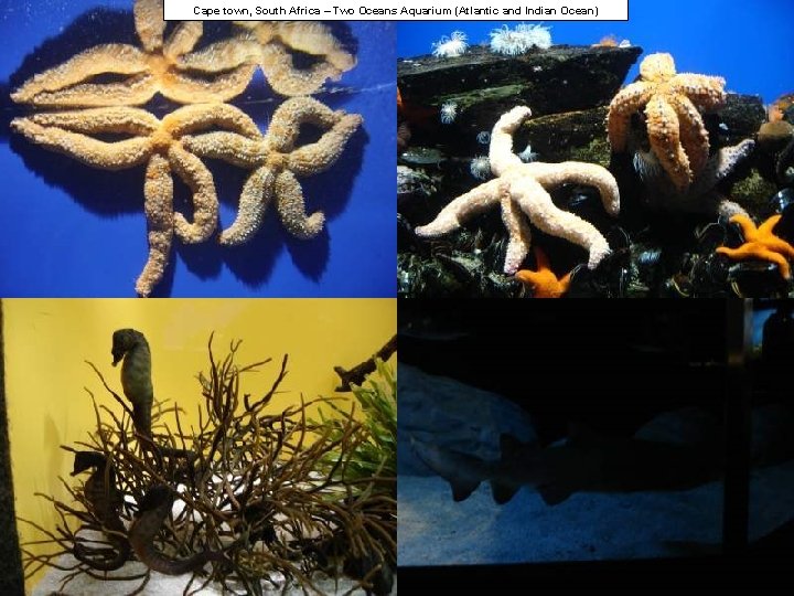 Cape town, South Africa – Two Oceans Aquarium (Atlantic and Indian Ocean) 