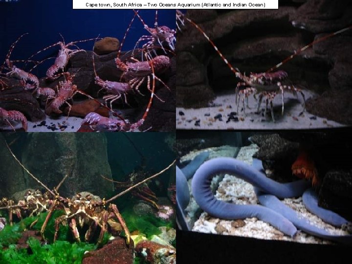 Cape town, South Africa – Two Oceans Aquarium (Atlantic and Indian Ocean) 