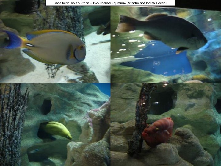 Cape town, South Africa – Two Oceans Aquarium (Atlantic and Indian Ocean) 