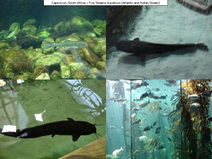 Cape town, South Africa – Two Oceans Aquarium (Atlantic and Indian Ocean) 