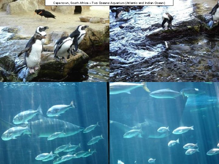 Cape town, South Africa – Two Oceans Aquarium (Atlantic and Indian Ocean) 