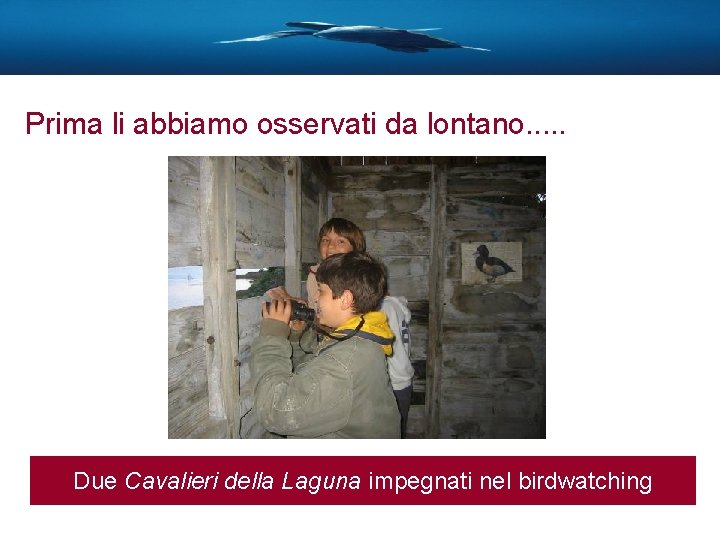 Prima li abbiamo osservati da lontano. . . Due Cavalieri della Laguna impegnati nel