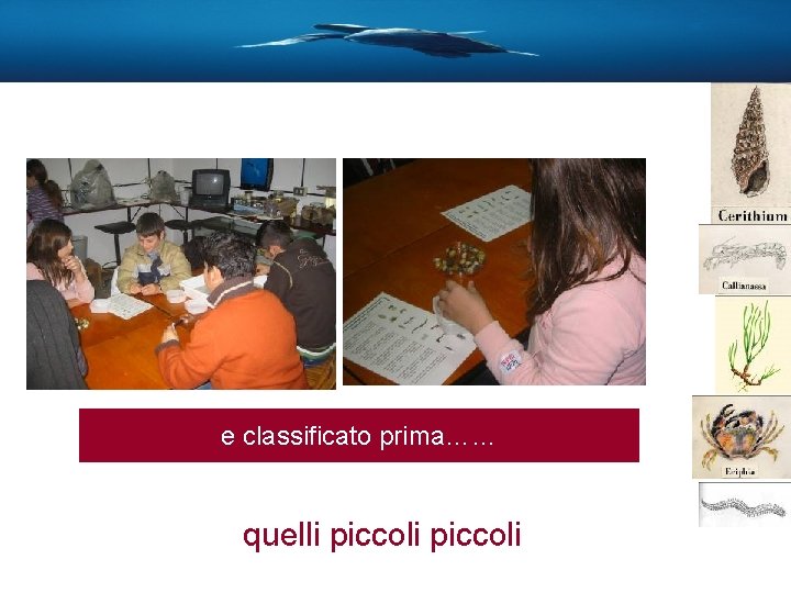 e classificato prima…… quelli piccoli 