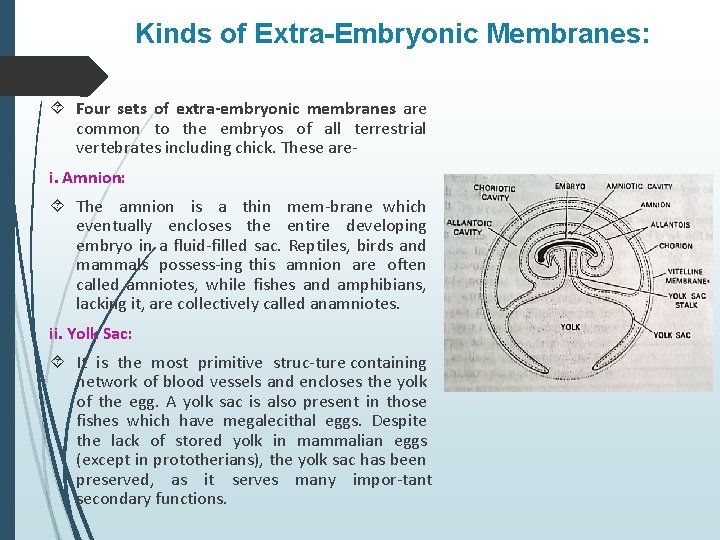 Kinds of Extra-Embryonic Membranes: Four sets of extra-embryonic membranes are common to the embryos