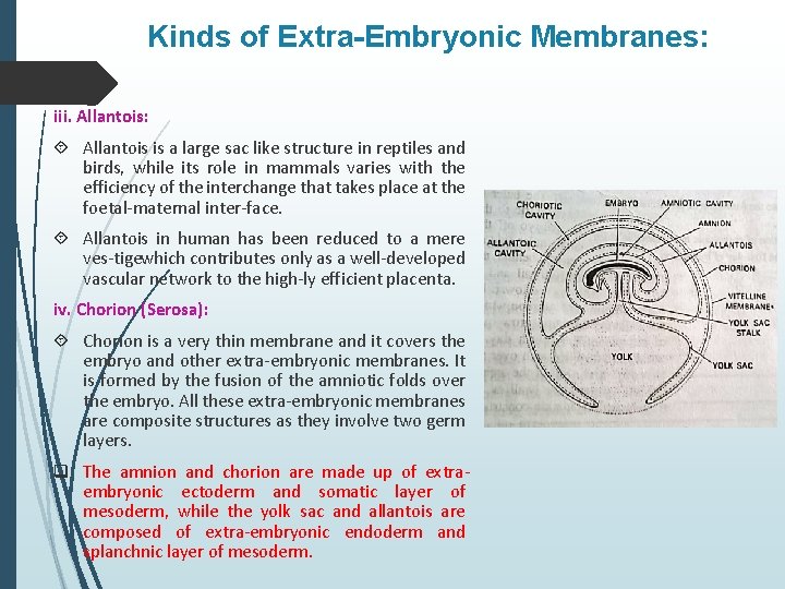 Kinds of Extra-Embryonic Membranes: iii. Allantois: Allantois is a large sac like structure in