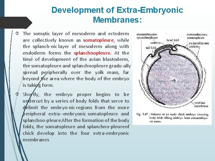 Development of Extra-Embryonic Membranes: The somatic layer of mesoderm and ectoderm are collectively known