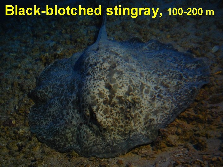 Black-blotched stingray, 100 -200 m 