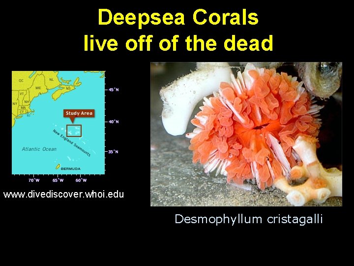 Deepsea Corals live off of the dead www. divediscover. whoi. edu Desmophyllum cristagalli 