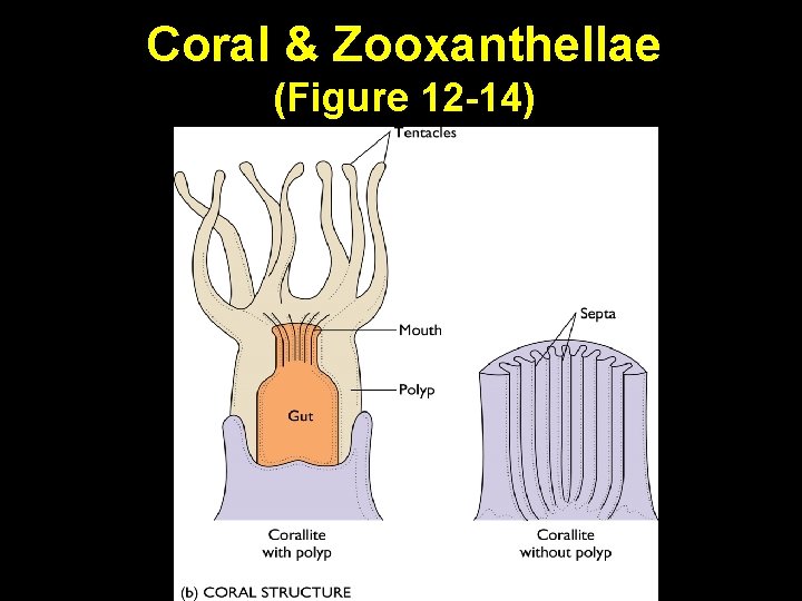 Coral & Zooxanthellae (Figure 12 -14) 