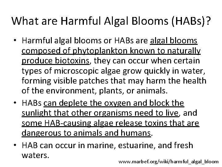 What are Harmful Algal Blooms (HABs)? • Harmful algal blooms or HABs are algal