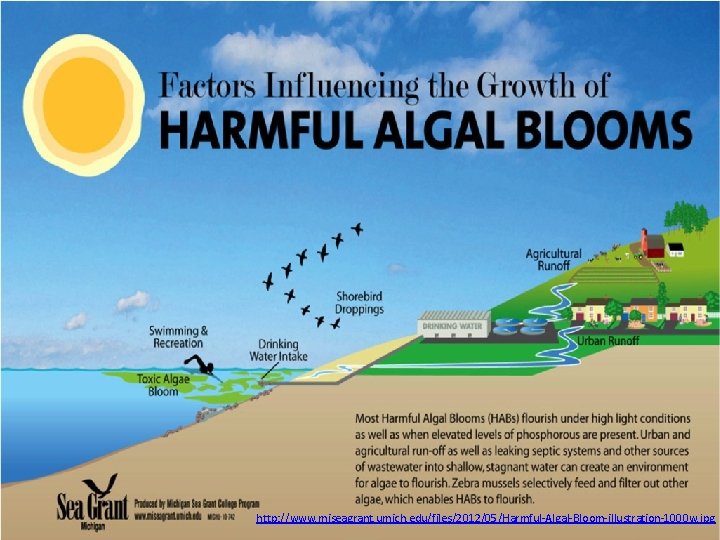 http: //www. miseagrant. umich. edu/files/2012/05/Harmful-Algal-Bloom-illustration-1000 w. jpg 