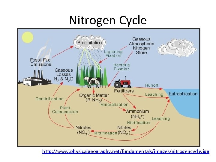 Nitrogen Cycle http: //www. physicalgeography. net/fundamentals/images/nitrogencycle. jpg 