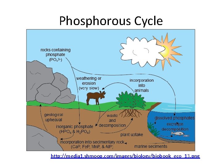 Phosphorous Cycle http: //media 1. shmoop. com/images/biology/biobook_eco_13. png 