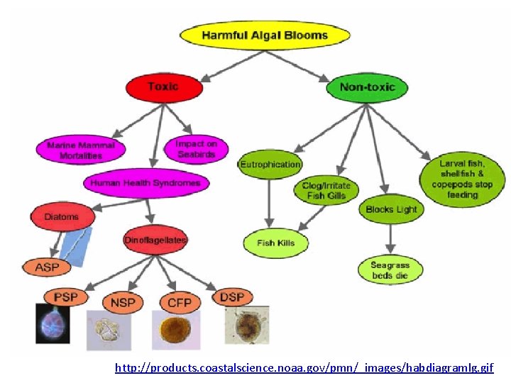 http: //products. coastalscience. noaa. gov/pmn/_images/habdiagramlg. gif 