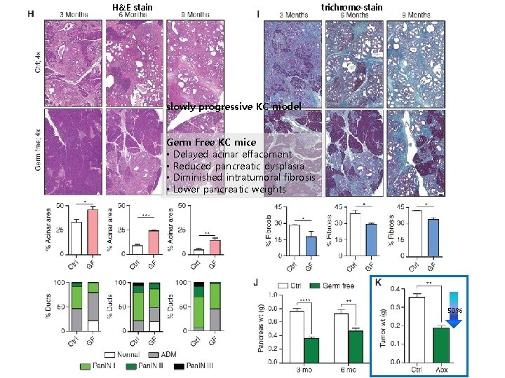 H&E stain trichrome-stain slowly progressive KC model Germ Free KC mice • Delayed acinar