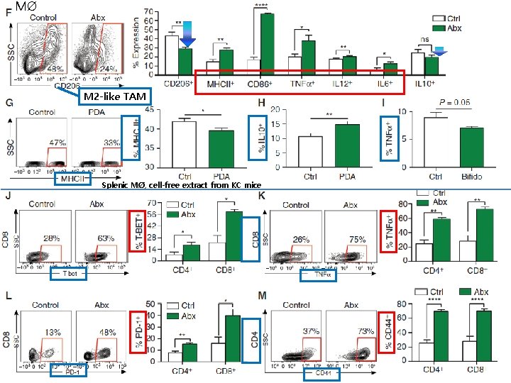 MØ M 2 -like TAM Splenic MØ, cell-free extract from KC mice 