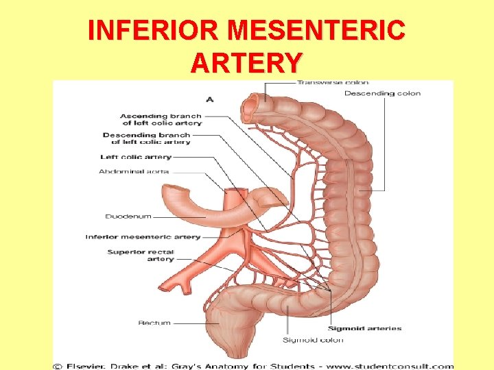 INFERIOR MESENTERIC ARTERY 