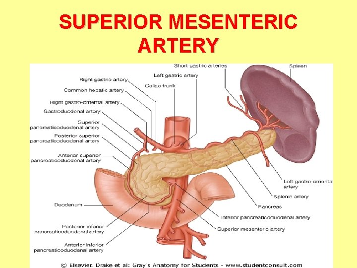 SUPERIOR MESENTERIC ARTERY 