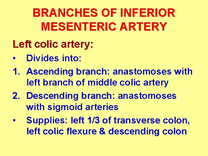 BRANCHES OF INFERIOR MESENTERIC ARTERY Left colic artery: • Divides into: 1. Ascending branch: