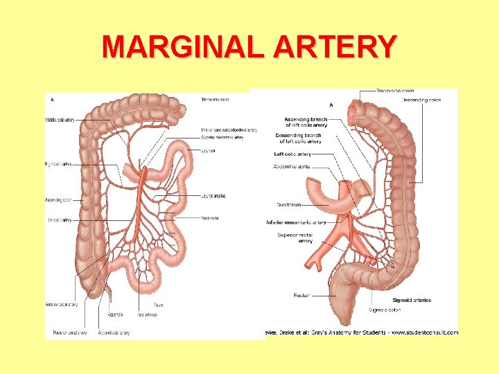 MARGINAL ARTERY 