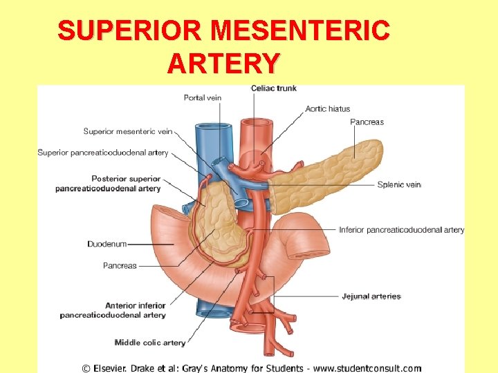 SUPERIOR MESENTERIC ARTERY 