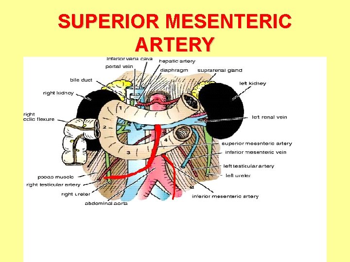 SUPERIOR MESENTERIC ARTERY 