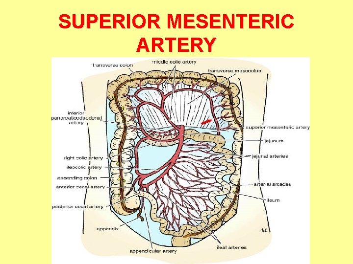 SUPERIOR MESENTERIC ARTERY 