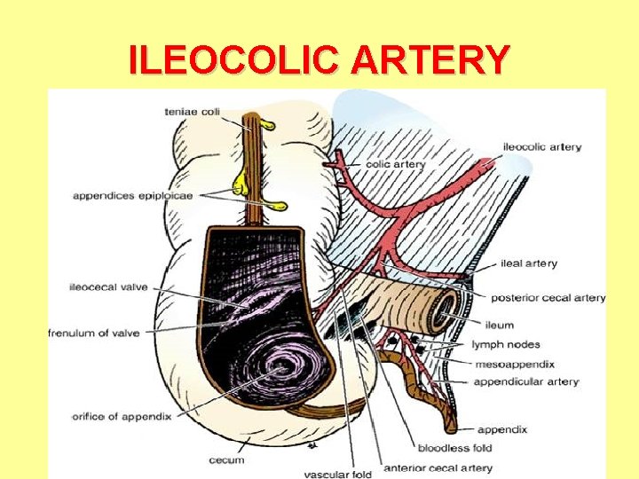 ILEOCOLIC ARTERY 