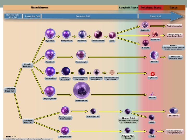 Overview of hematopoeisis  Overview of hematopoeisis