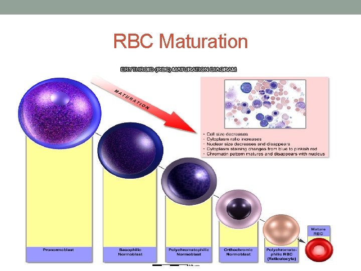RBC Maturation  RBC Maturation