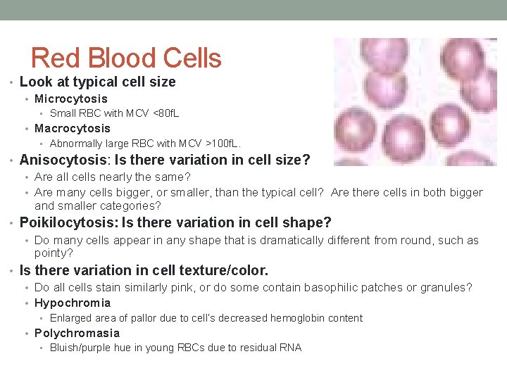 Red Blood Cells • Look at typical cell size • Microcytosis • Small RBC Red Blood Cells • Look at typical cell size • Microcytosis • Small RBC