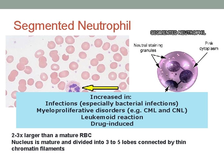Segmented Neutrophil Increased in: Infections (especially bacterial infections) Myeloproliferative disorders (e. g. CML and Segmented Neutrophil Increased in: Infections (especially bacterial infections) Myeloproliferative disorders (e. g. CML and