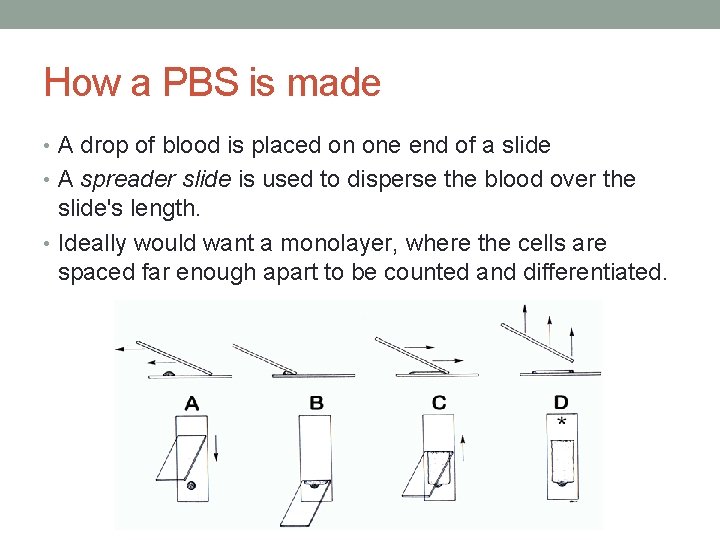 How a PBS is made • A drop of blood is placed on one How a PBS is made • A drop of blood is placed on one