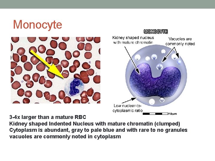 Monocyte 3 -4 x larger than a mature RBC Kidney shaped Indented Nucleus with Monocyte 3 -4 x larger than a mature RBC Kidney shaped Indented Nucleus with