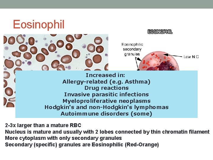 Eosinophil Increased in: Allergy-related (e. g. Asthma) Drug reactions Invasive parasitic infections Myeloproliferative neoplasms Eosinophil Increased in: Allergy-related (e. g. Asthma) Drug reactions Invasive parasitic infections Myeloproliferative neoplasms