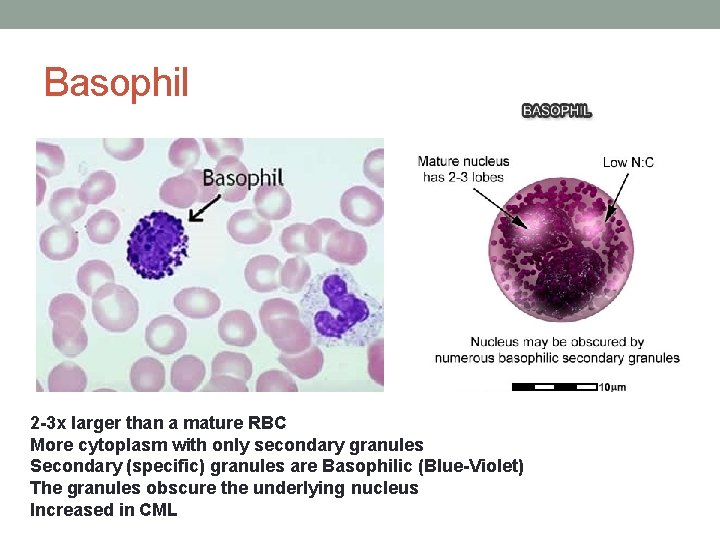 Basophil 2 -3 x larger than a mature RBC More cytoplasm with only secondary Basophil 2 -3 x larger than a mature RBC More cytoplasm with only secondary