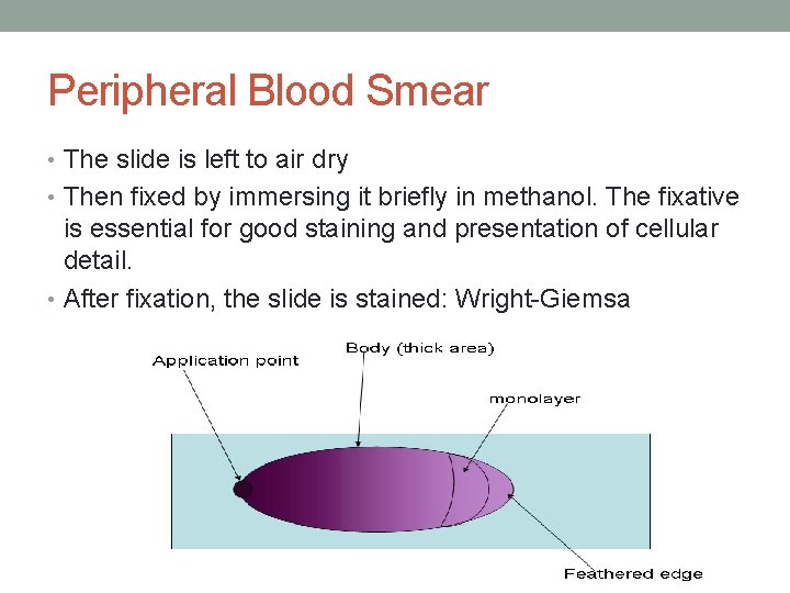 Peripheral Blood Smear • The slide is left to air dry • Then fixed Peripheral Blood Smear • The slide is left to air dry • Then fixed