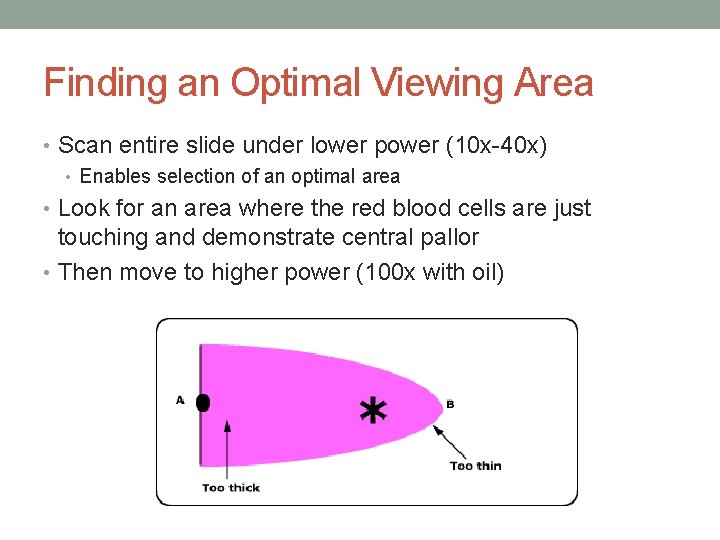Finding an Optimal Viewing Area • Scan entire slide under lower power (10 x-40 Finding an Optimal Viewing Area • Scan entire slide under lower power (10 x-40