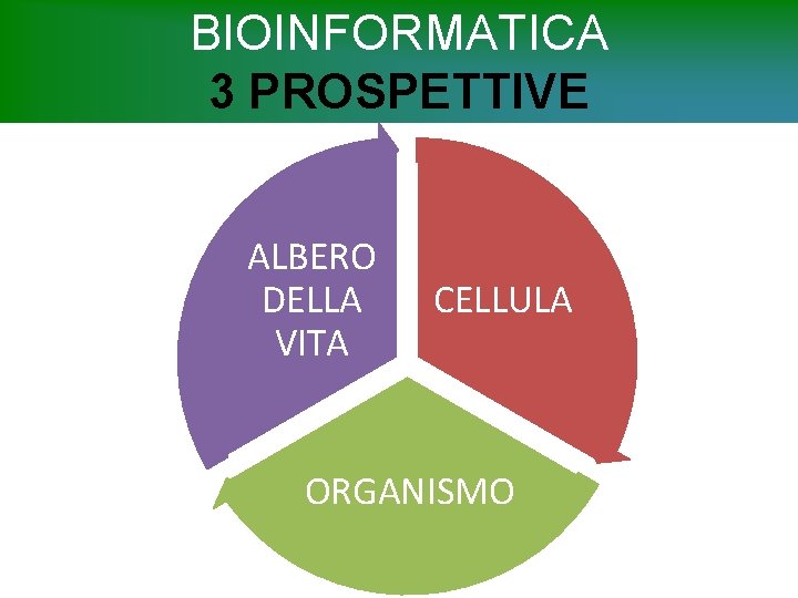 BIOINFORMATICA 3 PROSPETTIVE ALBERO DELLA VITA CELLULA ORGANISMO 