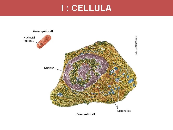 I : CELLULA 