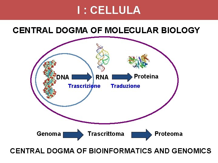 I : CELLULA CENTRAL DOGMA OF MOLECULAR BIOLOGY DNA Trascrizione Genoma Proteina RNA Traduzione