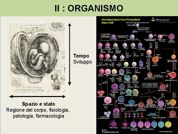 II : ORGANISMO Tempo Sviluppo Spazio e stato Regione del corpo, fisiologia, patologia, farmacologia