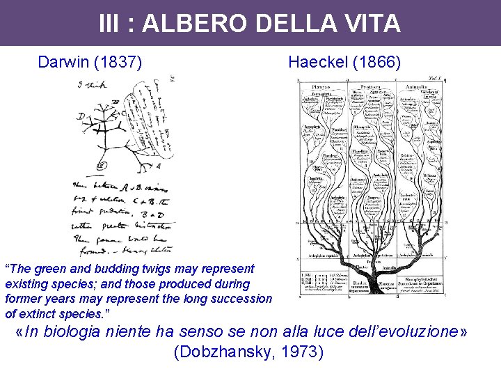 III : ALBERO DELLA VITA Darwin (1837) Haeckel (1866) “The green and budding twigs