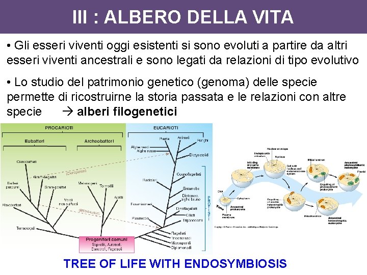 III : ALBERO DELLA VITA • Gli esseri viventi oggi esistenti si sono evoluti