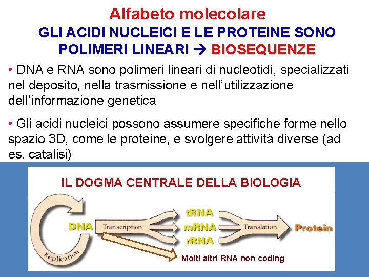 Alfabeto molecolare GLI ACIDI NUCLEICI E LE PROTEINE SONO POLIMERI LINEARI BIOSEQUENZE • DNA