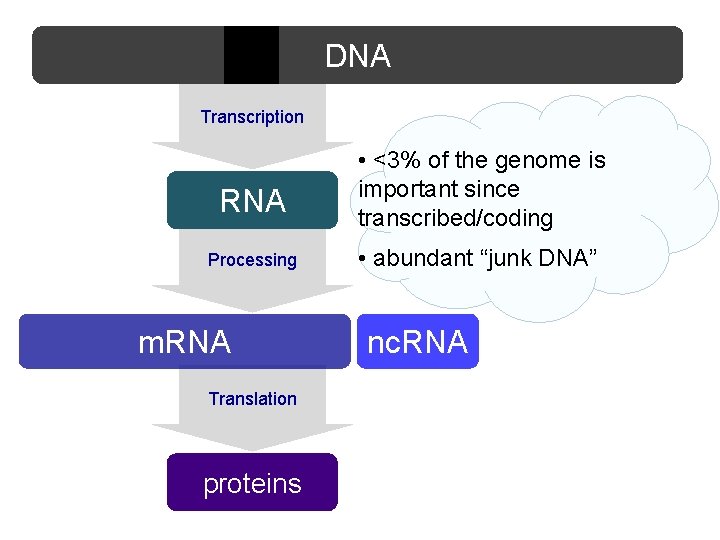 DNA Transcription RNA Processing m. RNA Translation proteins • <3% of the genome is